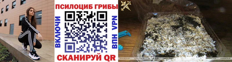 Галлюциногенные грибы Psilocybe  где купить наркоту  Валуйки 